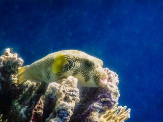 white spotted puffer fish lies on the coral at the reef