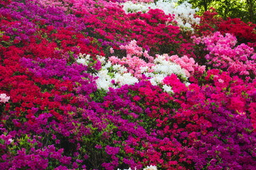 咲き並ぶキリシマツツジ