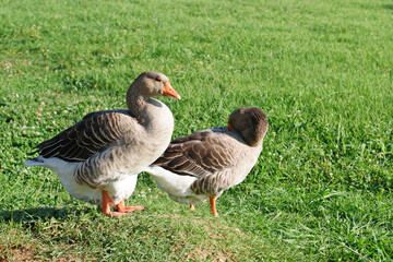 Naklejka na ściany i meble Couple of grey geese walking on green grass together looks for food leftovers. Grey goose plucking feathers from body stands on meadow