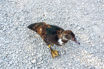 Dirty duck walking on pebble road after swimming in marsh looks for food leftovers. Domestic bird stands on stone road of farm yard - Powered by Adobe