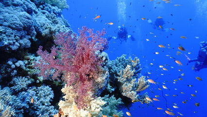 Fototapeta na wymiar Underwater photo of beautiful and colorful soft corals