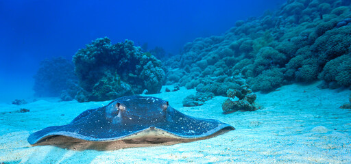 Underwater photo and close up with a huge stingray