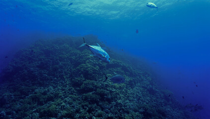Naklejka na ściany i meble Underwater photography of a Trevally fish in action