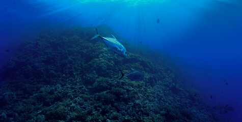 Naklejka na ściany i meble Underwater photography of a Trevally fish in action