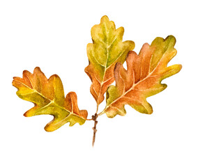 oak twig with three leaves autumn watercolor