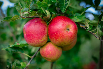 Red juicy apples on a green tree