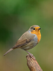 Rouge-gorge