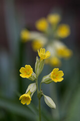 Cowslip flowers in a garden in England, United Kingdom