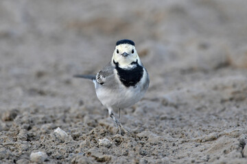 White wagtail // Bachstelze (Motacilla alba)
