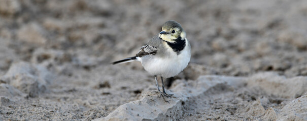 young White wagtail // junge Bachstelze (Motacilla alba)