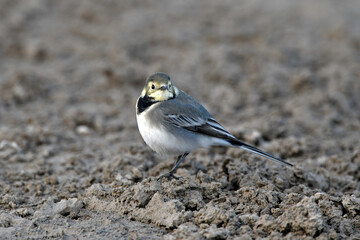 young White wagtail // junge Bachstelze (Motacilla alba)