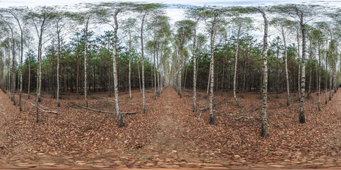full seamless hdri 360 panorama path through the birch alley among the autumn pine forest in equirectangular projection, VR content