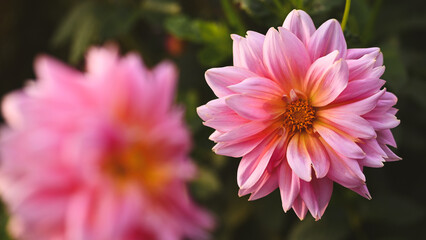 Beautiful close-up of a decorative dahlia