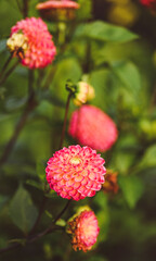 Beautiful close-up of a pompon dahlia
