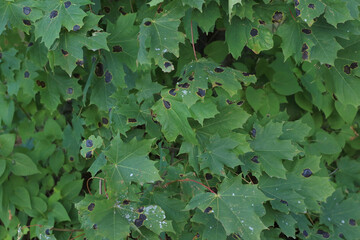 green maple tree leaves with black spots
