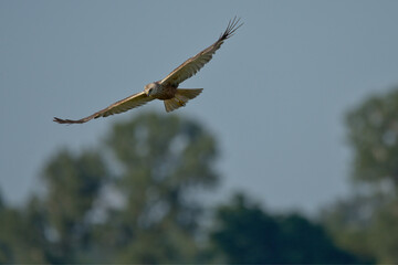 bird, baum, natur, himmel, tier, wild lebende tiere, 