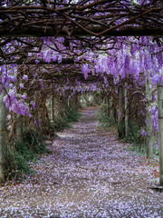 Beautiful view of blooming wisteria tunnel.