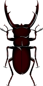 Hexarthrius mandibularis マンディブラリスフタマタクワガタ