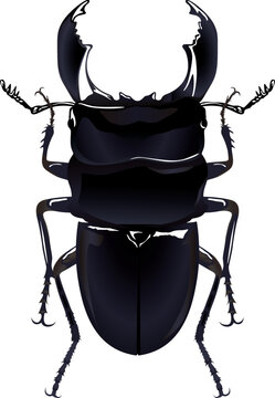 Dorcus titanus yasuokai スマトラオオヒラタ 極太血統