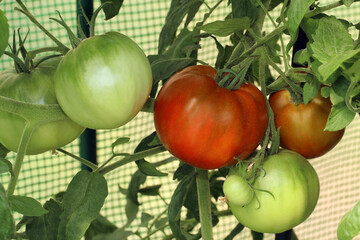 Ripe red and unripe green tomatoes grow on the plant in the greenhouse. A tomato variety with a dark top that has a sweeter flavor. Large round tomato fruits hang on the bush.