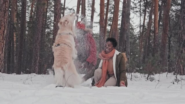 Long Shot Of Cheerful Black Woman And Man Playing With Golden Retriever In Forest, Throwing Snow, Dog Running