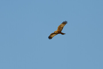 Western marsh harrier (Circus aeruginosus) male flying in the sky in morning.