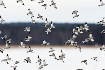 Snow buntings (Plectrophenax nivalis) flying.