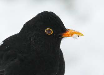 Eurasian blackbird or common blackbird (Turdus merula) male closeup in winter with snow in the beak.
