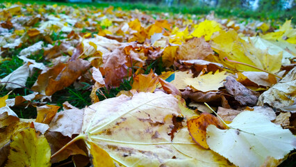 Yellow dry fallen leaves on ground. Autumn leaf fall. Thoughts of old age, wilting, loneliness, sadness and despondency. Concept of past youth. Blur background. Beauty in nature. Landscape. Foliage.