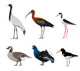 Set of birds isolated on white background. Vector illustration - obrazy, fototapety, plakaty