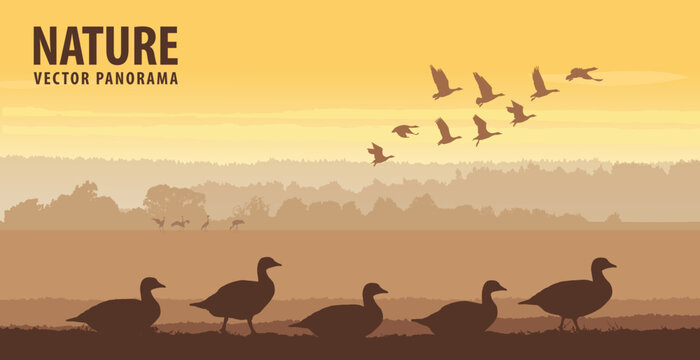 Flock of geese in field on sunrise. Wildlife vector panorama