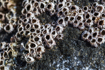 Balanus colony on a stone