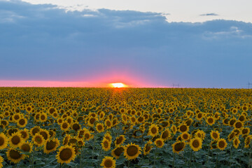 Bright sunset in summer against the background of sunflower field and blue sky