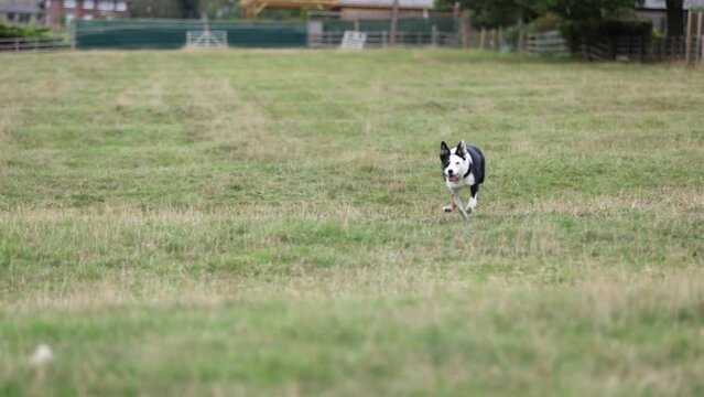 Border collie dog running towards camera in field 3