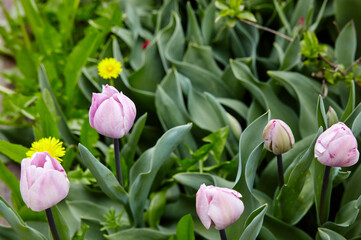 Beautiful tulip flowers blooming in a garden. Beauty tulip plant in the spring garden in rays of sunlight in nature. Blur background with bokeh image, selective focus