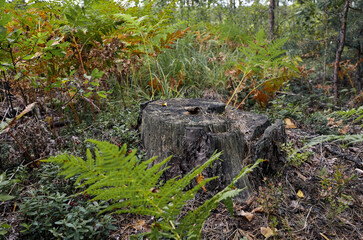 Tree stump in a bright forest. Tree stump after deforestation
