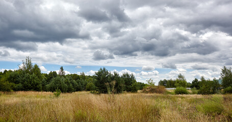 Obraz premium Beautiful summer rural landscape. Meadow with trees and grass against the clouds sky