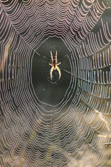 Spider in a cobweb with dewdrops at  sunrise