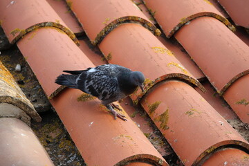 toiture et pigeon en ville