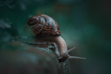 snail on a leaf