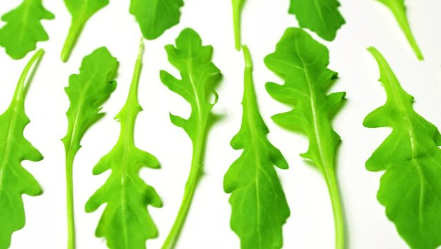 Isolated leaves of aromatic culinary plant used in cooking called arugula on white background copy space