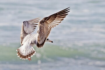 Nahaufnahme Möwe im Flug