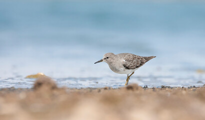 Temminck`s Stint (Calidris temminckii) is a migratory bird, starting in the fall in Scandinavia and Russia, predominantly from the lower parts of the Arctic Circle, reaching North and Central Africa.