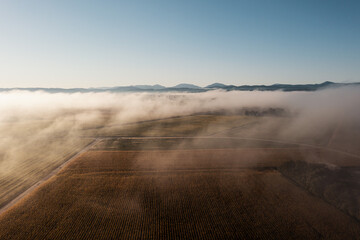 Corn fields in the fog, dramatic mood in the sunset