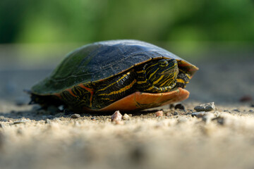 Turtle