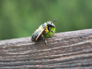 Close-up and side view of a Megachile - often called leafcutter bee - with a piece of leaf used as building material. Selective focus, blur effect