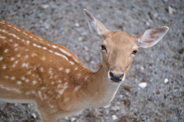 close up one Fallow Deer looking at camera. High angle