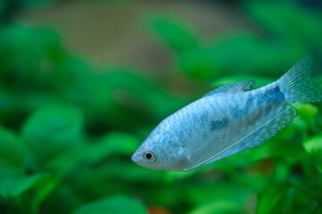 close up one Blue Gourami (Trichogaster trichopterus) fish