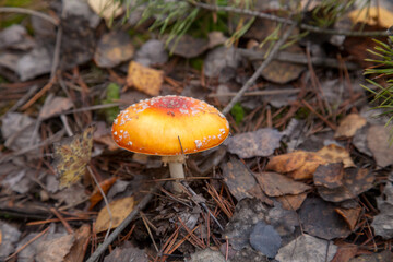 Amanita Muscaria, commonly known as the Fly Fgaric or fly amanita.