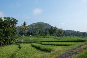Fototapeta na wymiar Green scenery of Pronosutan, a green paddy field. popular tourist destination in Yogyakarta, Indonesia